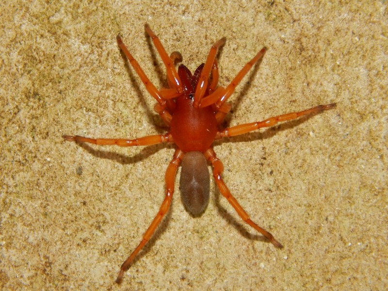 Dysdera sp.  - Arluno (MI)